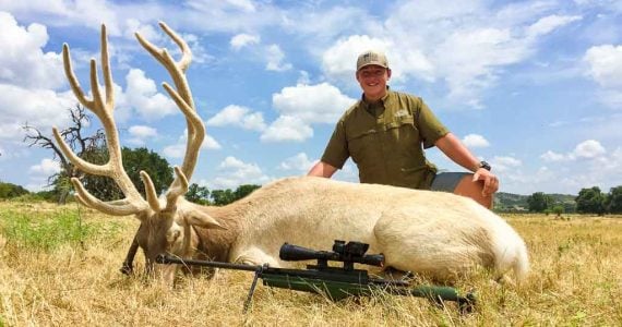 white elk hunting