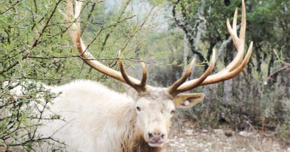 white elk hunts