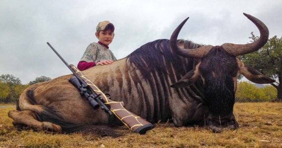 wildebeest hunting