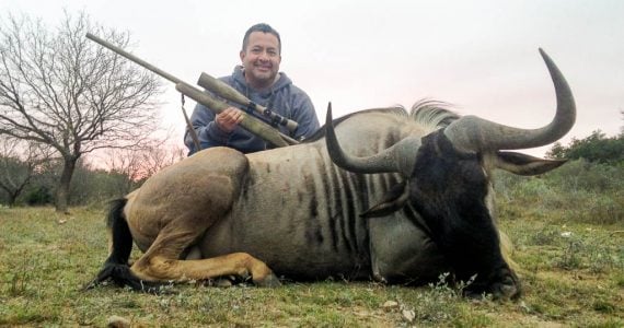 wildebeest hunts trophy
