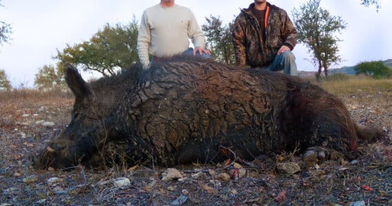 hog hunting