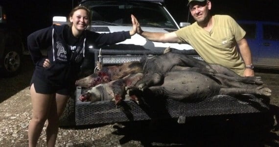 pig hunting