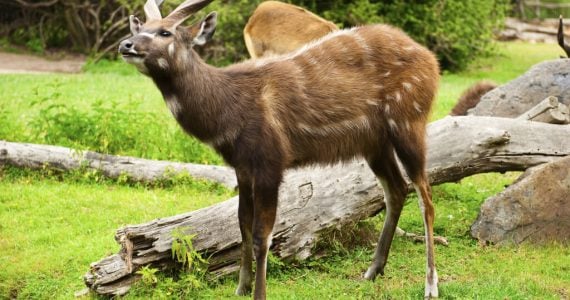 Sitatunga hunting