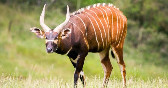 bongo antelope hunts