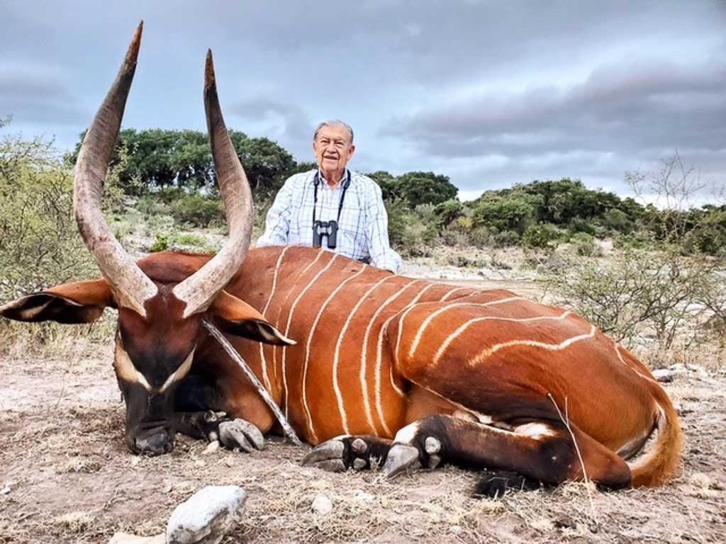 bongo animal