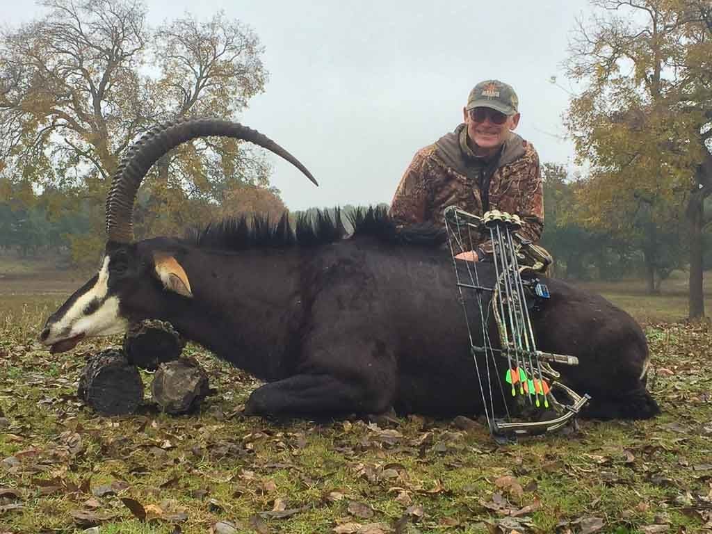 Sable Hunting | 60+ Species Available for Hunt | Ox Ranch | Texas