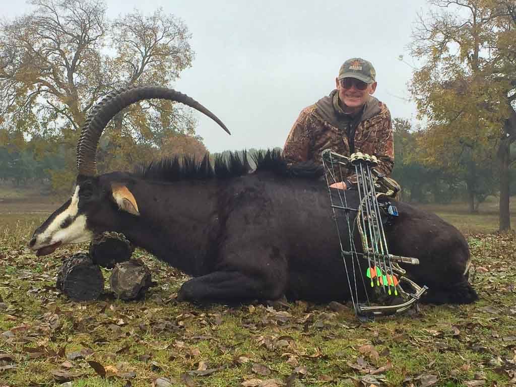 Sable Hunting | 60+ Species Available for Hunt | Ox Ranch | Texas Sable Hunting | 60+ Species Available for Hunt | Ox Ranch | Texas