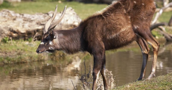 Sitatunga hunts