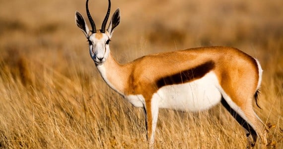 springbok hunting