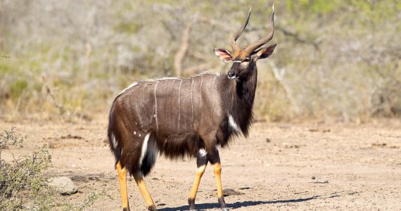 Texas Nyala Hunts