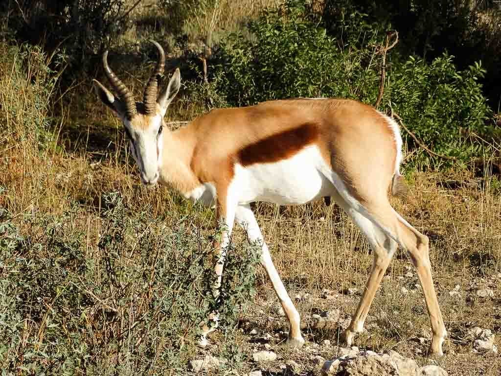 year round deer leases in texas year round deer leases in texas