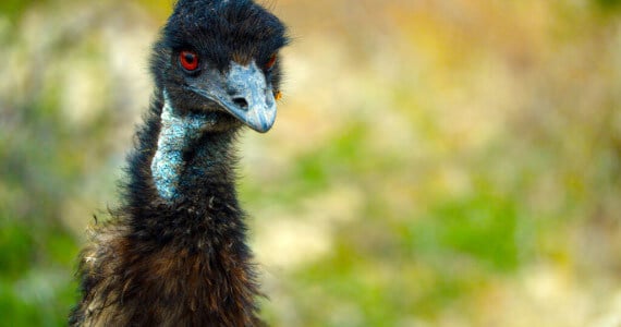 emu hunting in Texas