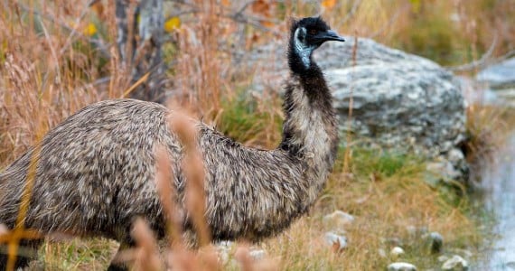 emu hunts