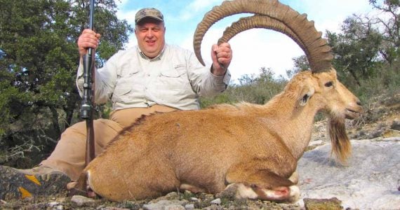 ibex hunts