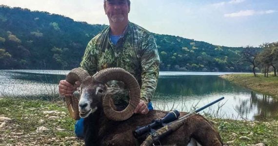 mouflon ram hunts