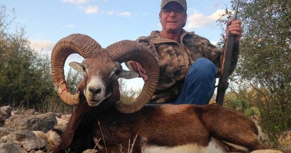 mouflon sheep hunting