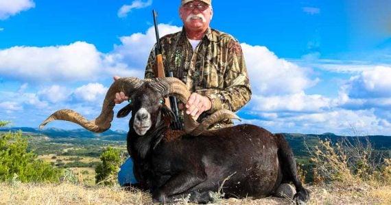 mountain black sheep hunting