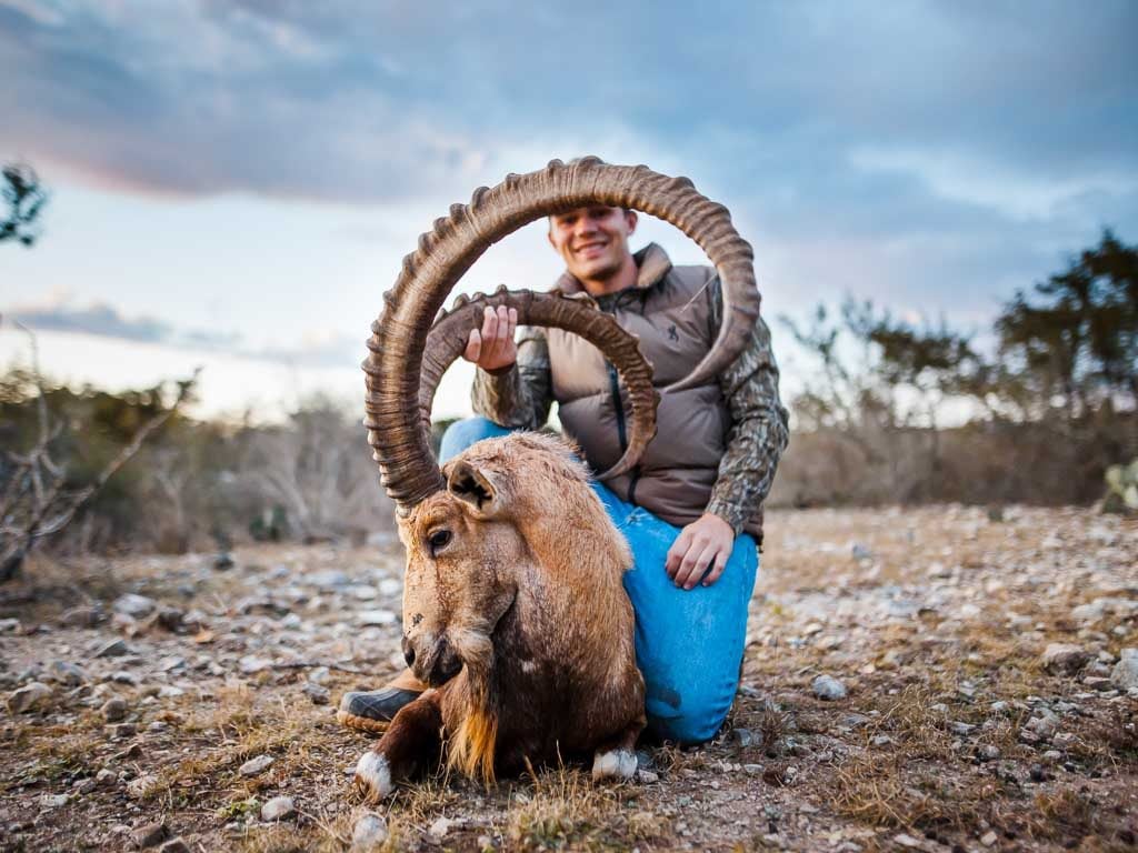 Ibex Hunting | 60+ Species Available for Hunt | Ox Ranch - Texas