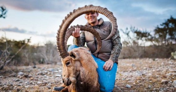 nubian ibex hunts