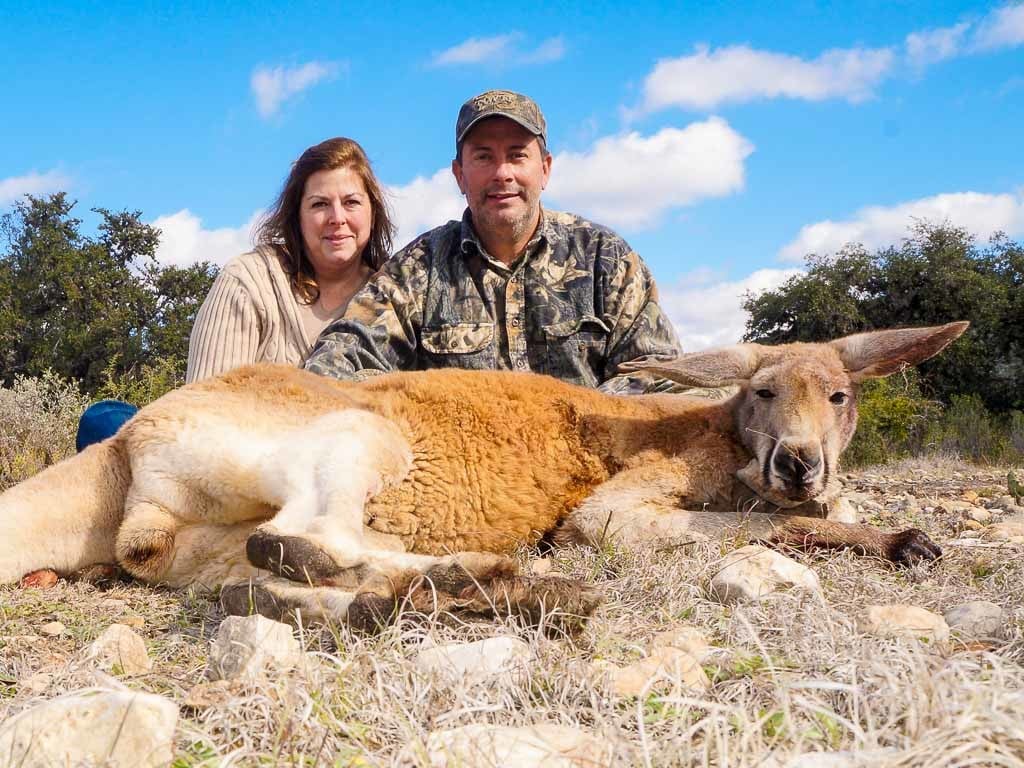 Kangaroo Hunting | 60+ Species to Hunt | Ox Ranch - Texas