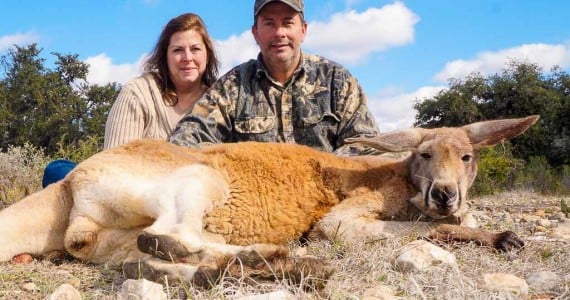 Texas Kangaroo Hunting