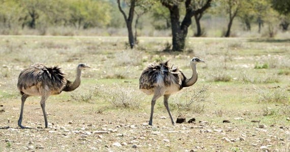 rhea hunts