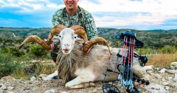 Texas Dall bow hunting