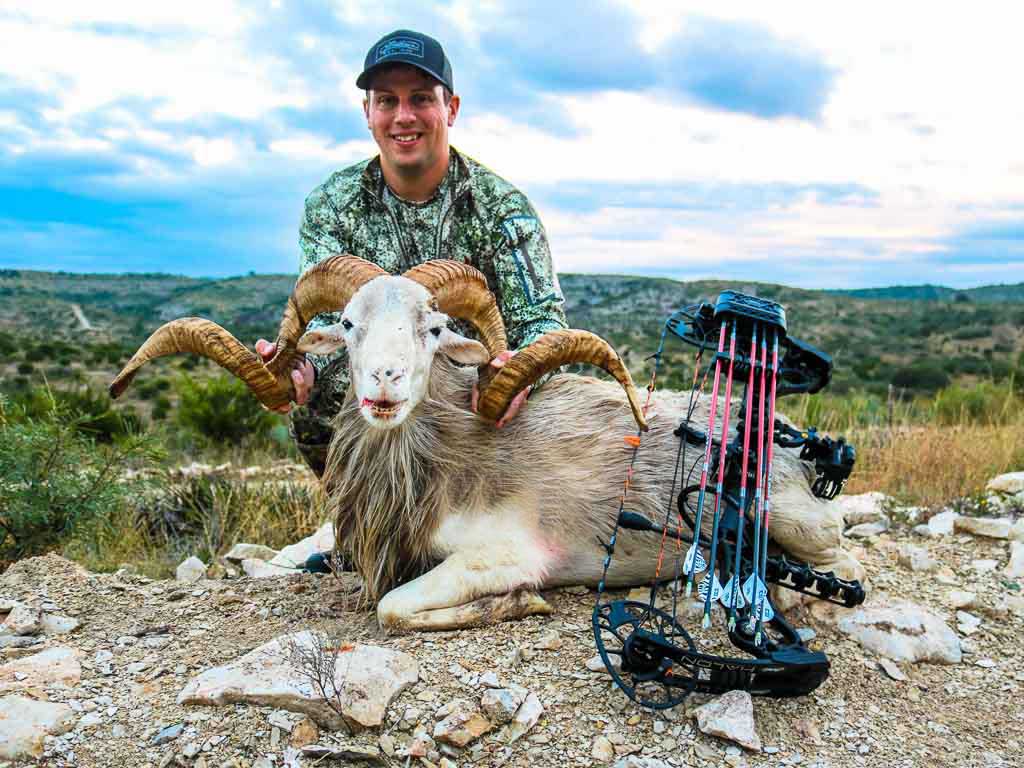 Texas Dall Sheep Hunting 18,000 Acres in Texas 60+ Species Ox Ranch