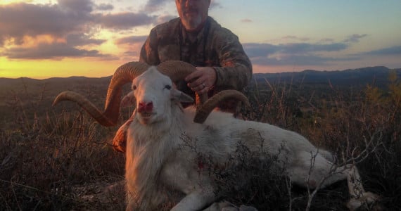 Texas dall sheep hunting