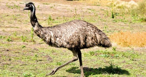 Texas emu hunting