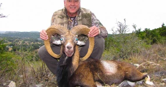 texas mouflon hunting america