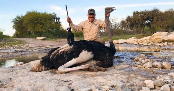 Texas Ostrich Hunts