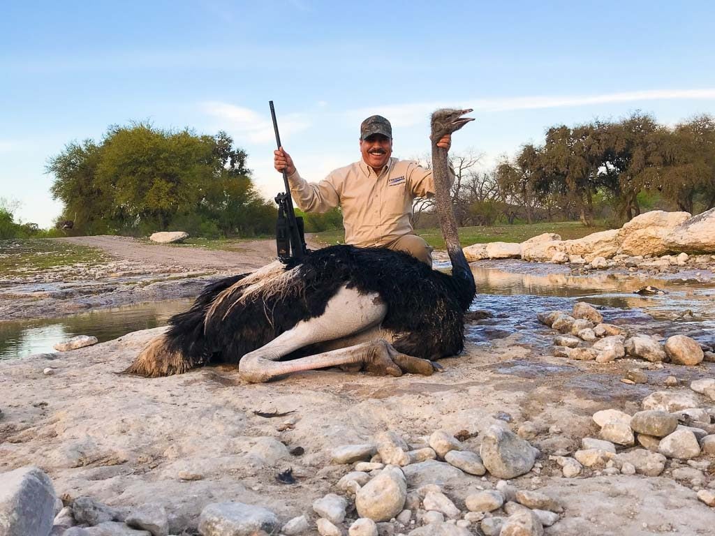 Ostrich Hunting | 60+ Species Available for Hunt | Ox ...