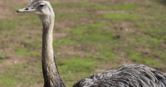 texas rhea hunts