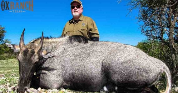 Texas Nilgai hunts