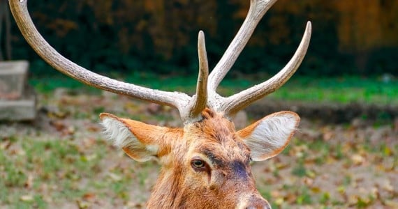Eld's deer clearance