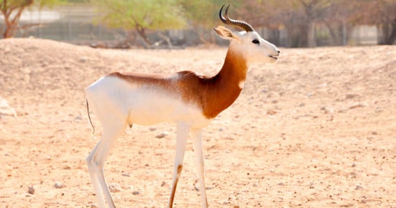 gazelle hunting