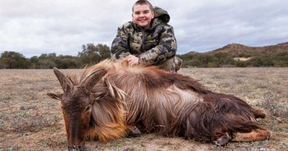 Himalayan Tahr Hunting