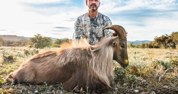 Himalayan Tahr Hunts