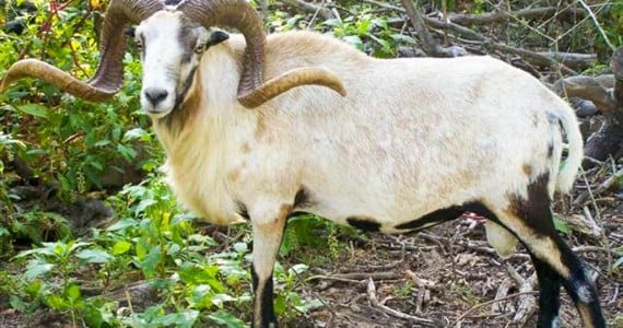 Painted Desert Sheep