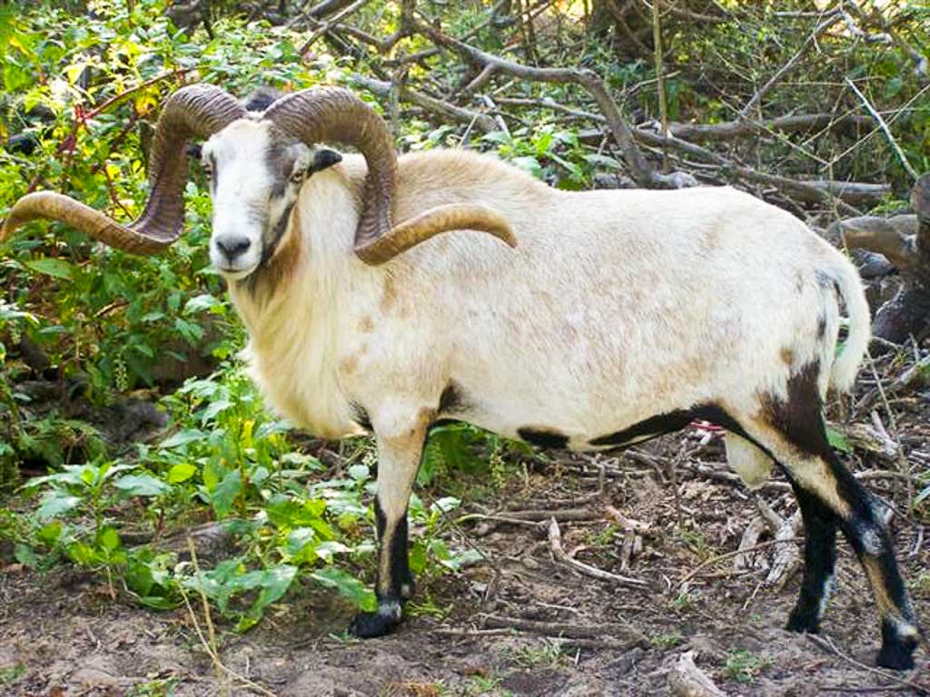 Painted Desert Ram