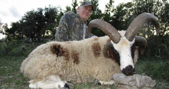 sheep hunting four horned