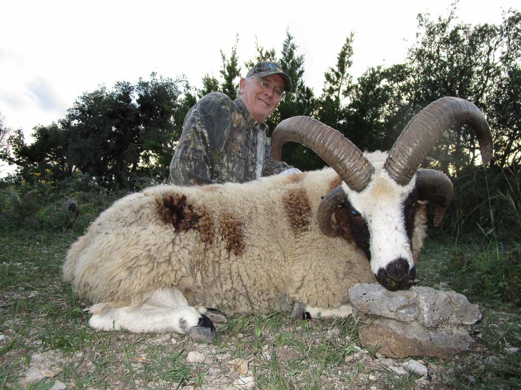 sheep hunting four horned