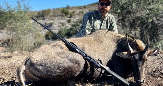 texas antelope hunting nilgai