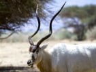 addax hunting