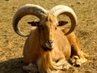 aoudad hunting