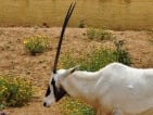 Arabian oryx hunting