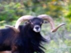 black Hawaiian sheep hunting