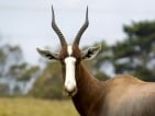 blesbok hunting