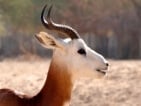 dama gazelle hunting